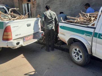 قاچاقچیان چوب تاغ گرفتار در دام قانون